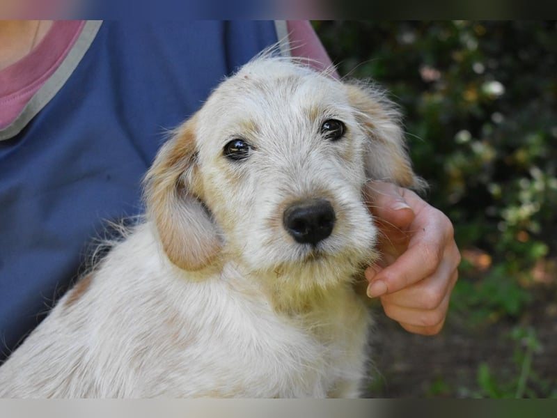Sorrel - soll sich endlich mit Wonne im Gras wälzen dürfen