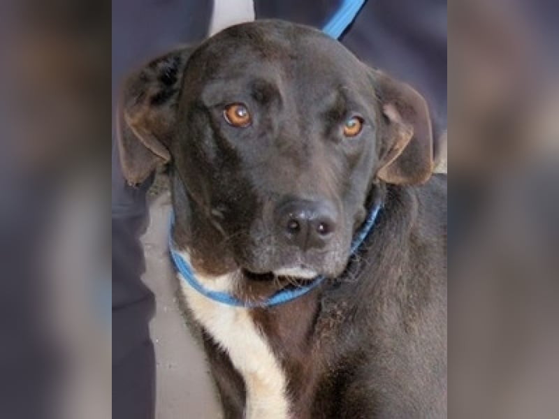 Perlyn - Charmante Ex-Sommerfigur mit Modelpotenzial