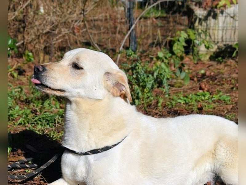 Prestyn - Ich hätte da einen Wunsch!