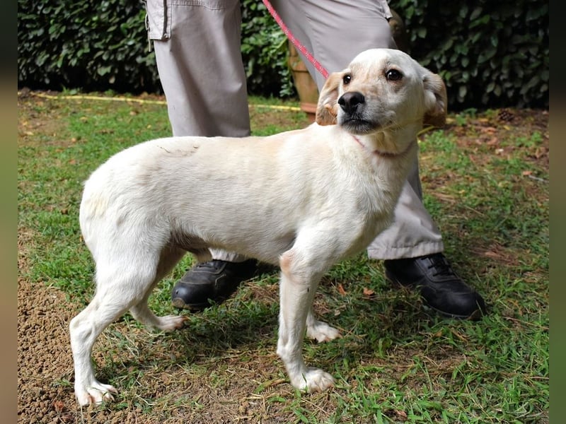 Prestyn - Ich hätte da einen Wunsch!