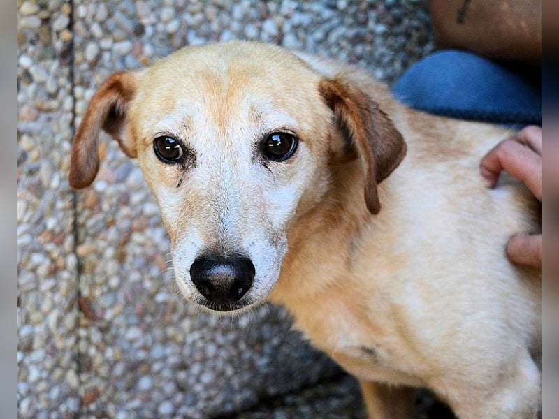 Walker - Die Geschichte vom verlorenen Schatten