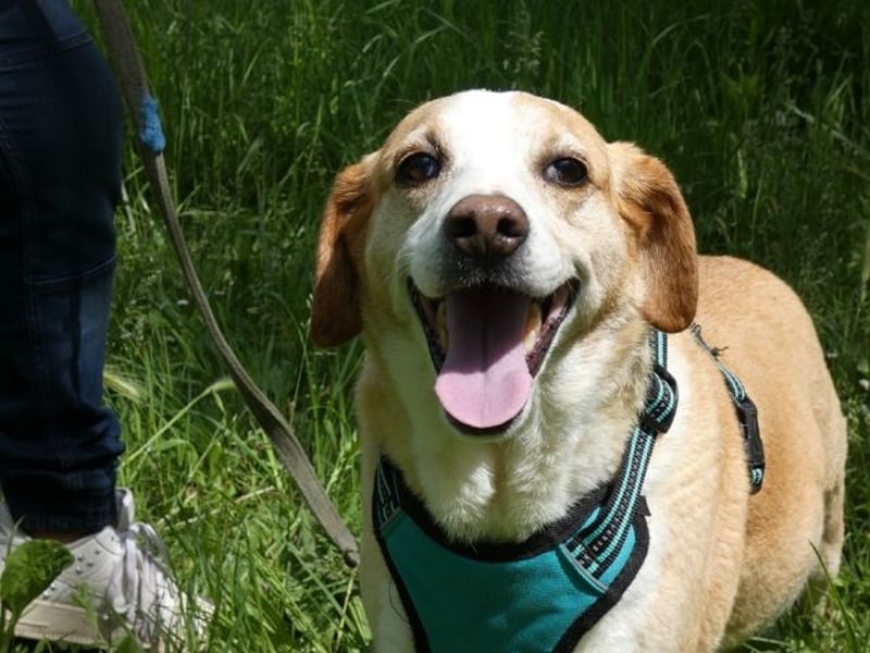 Chucky - NOTFALL- armes kleines Häschen