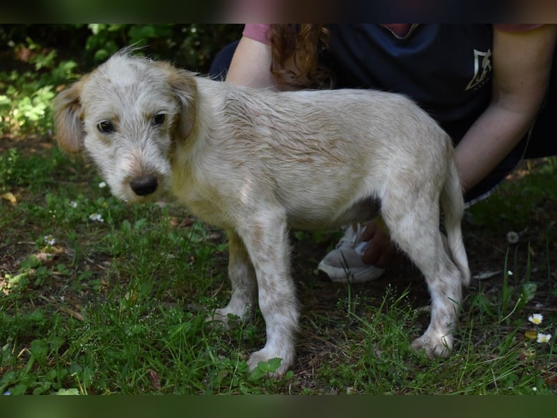Sorrel - soll sich endlich mit Wonne im Gras wälzen dürfen