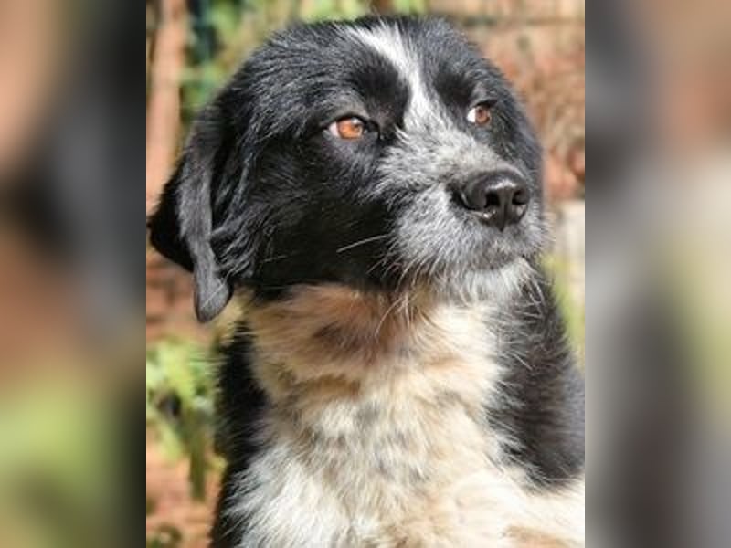 Dino - Gentleman auf Irrwegen