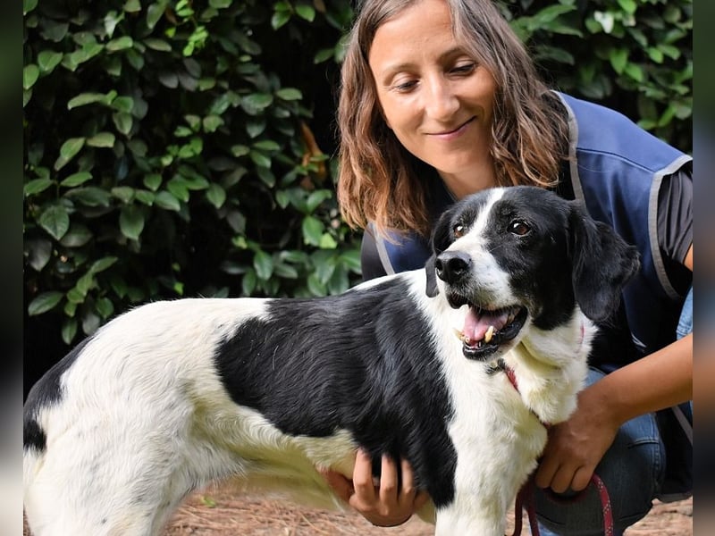 Bierenike - NOTFALL - Traumhund sucht bessere Zukunft