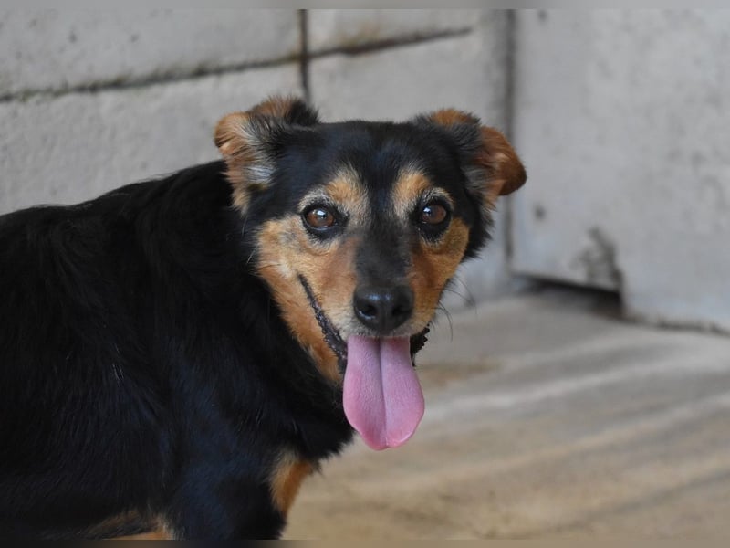 Grigor - Kleiner Angsthase sucht großes Verständnis