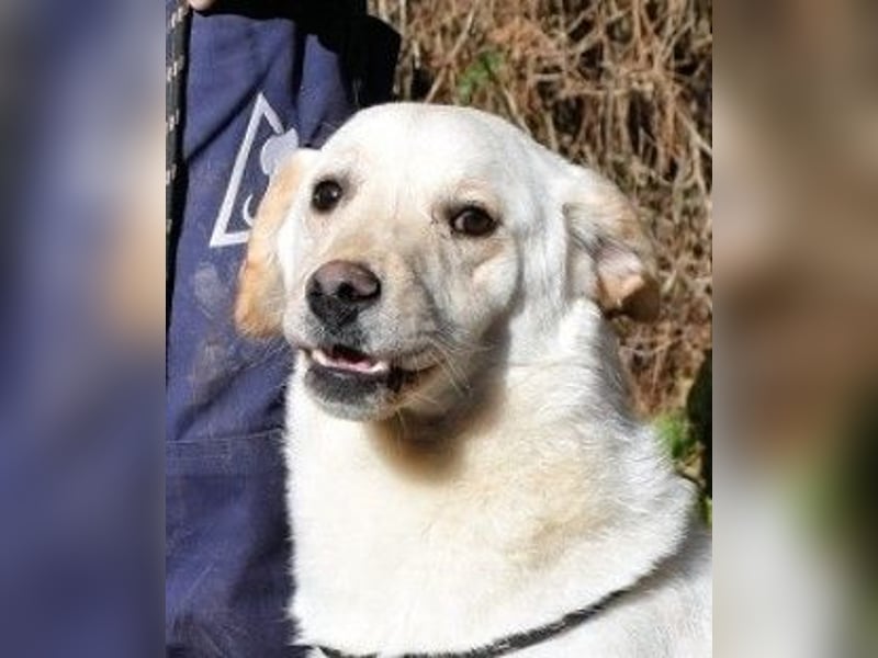 Prestyn - Ich hätte da einen Wunsch!