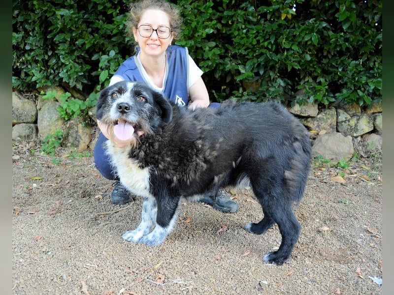 Dino - Gentleman auf Irrwegen