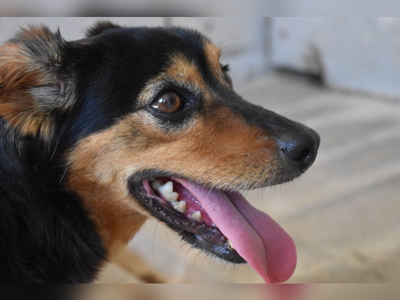 Grigor - Kleiner Angsthase sucht großes Verständnis