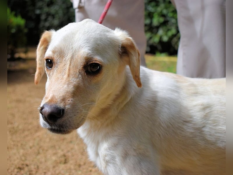 Prestyn - Ich hätte da einen Wunsch!