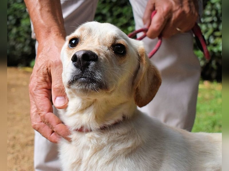 Prestyn - Ich hätte da einen Wunsch!