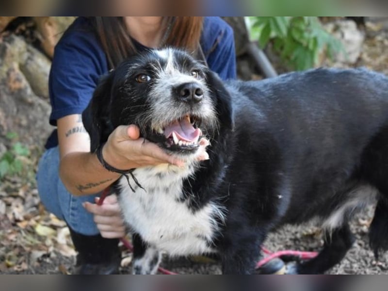 Dino - Gentleman auf Irrwegen