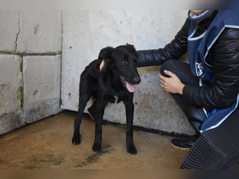 Nolwen - Das Märchen von den fünf Schwestern