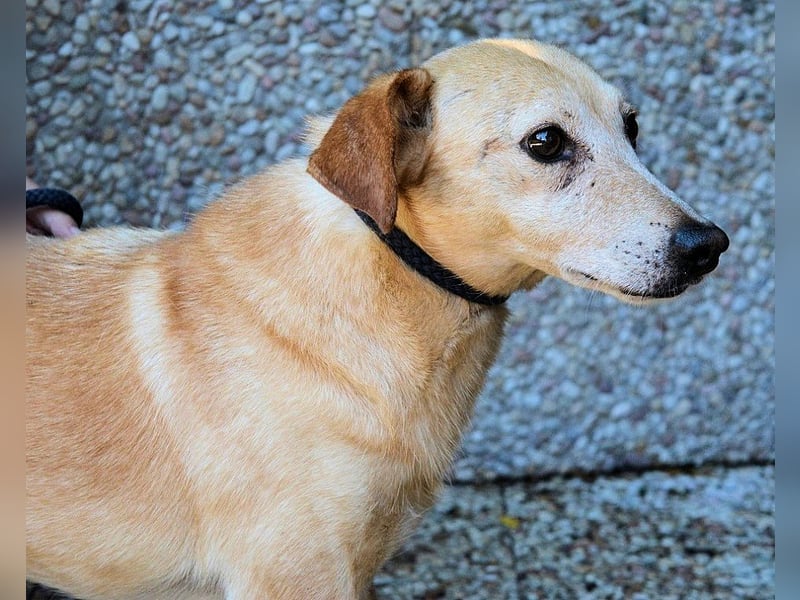 Walker - Die Geschichte vom verlorenen Schatten