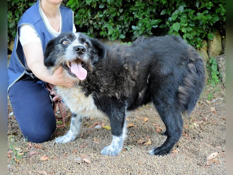 Dino - Gentleman auf Irrwegen