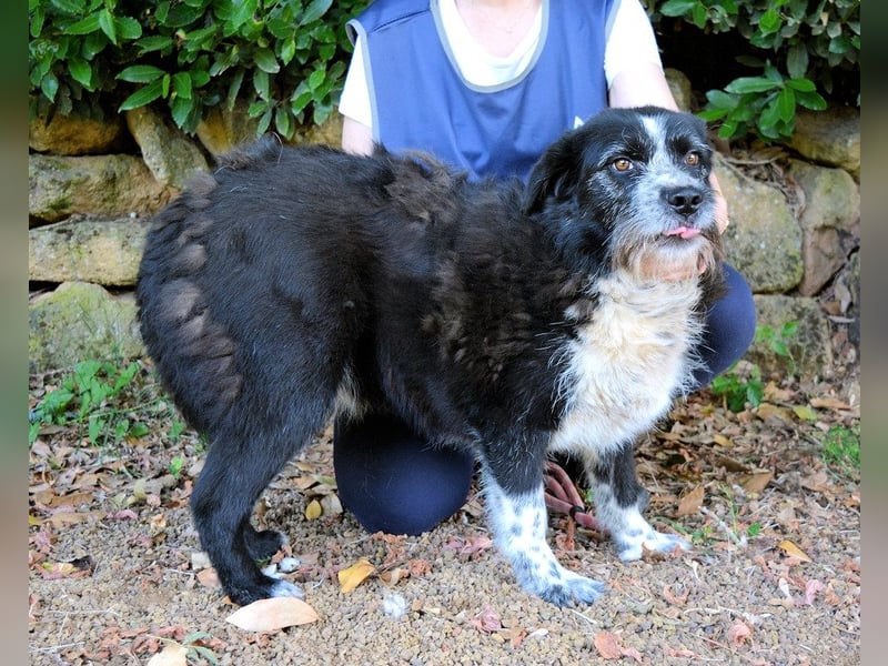 Dino - Gentleman auf Irrwegen