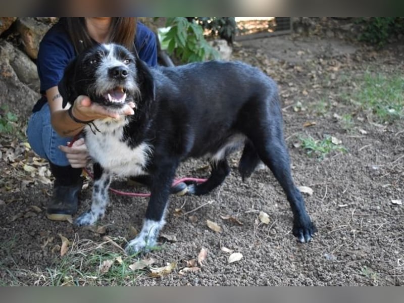 Dino - Gentleman auf Irrwegen