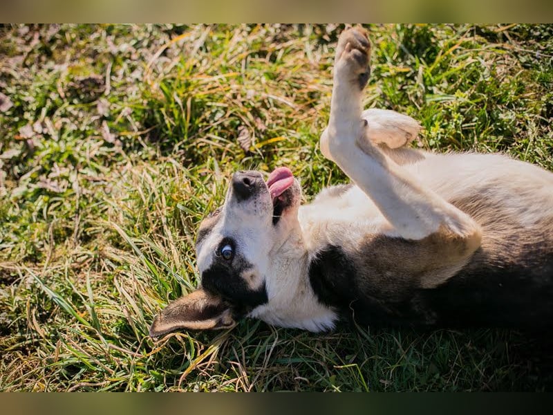 Jim: Sucht ein Abenteuer Jim: Sucht ein Abenteuer