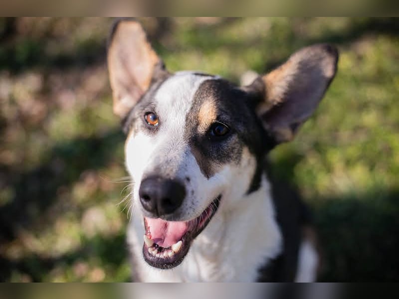 Jim: Sucht ein Abenteuer Jim: Sucht ein Abenteuer