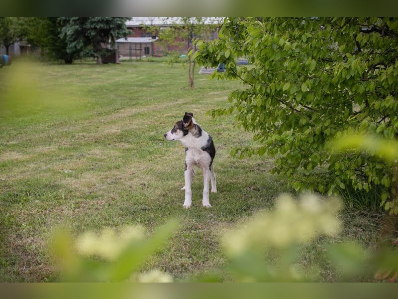 Jim: Sucht ein Abenteuer Jim: Sucht ein Abenteuer