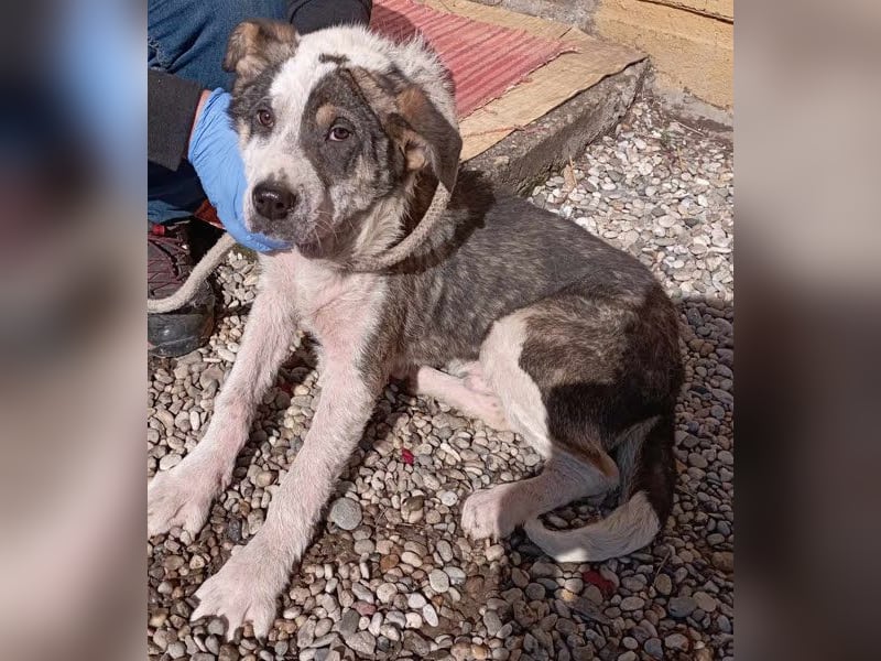 Jim: Sucht ein Abenteuer Jim: Sucht ein Abenteuer