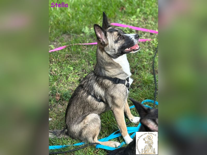 Stella –  bildschöne Junghündin 
