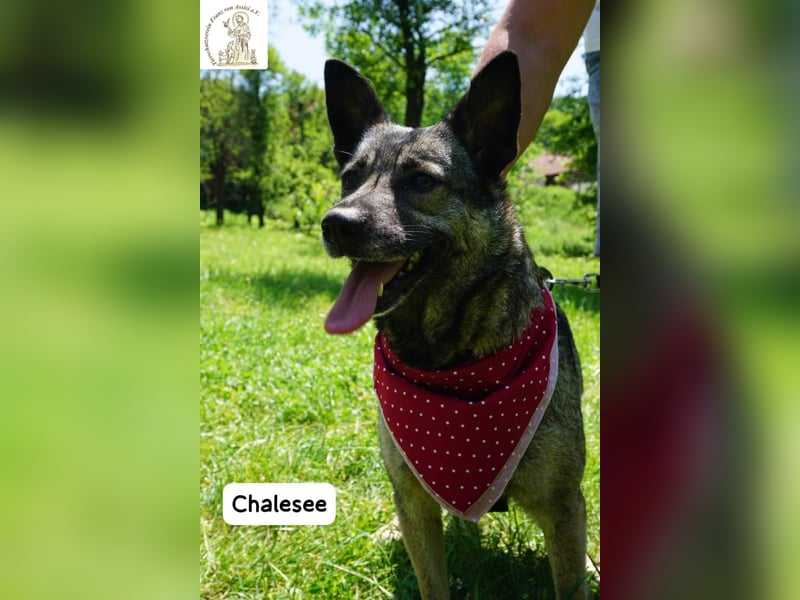 Chalesee – willensstark & wundervoll – und heimlich Prinzessin!