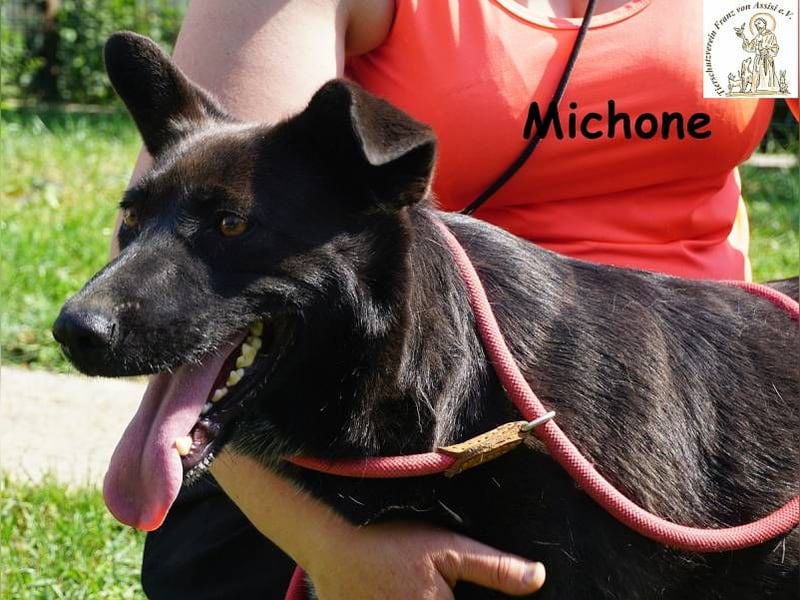 Michone – Die Hündin, die dein Leben bunter macht und jeden Tag zum Funkeln bringt!