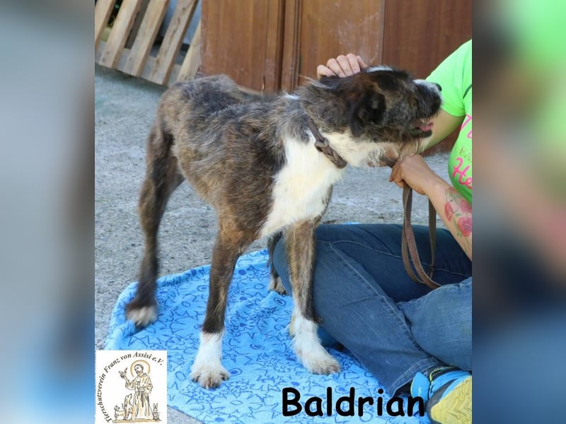 Baldrian – Der coolste Bartträger der Pension Baldrian – Der coolste Bartträger der Pension