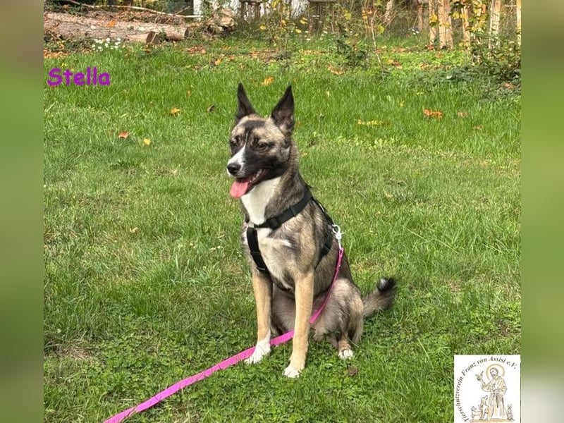 Stella –  bildschöne Junghündin 