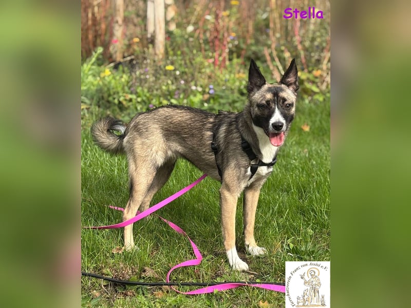 Stella –  bildschöne Junghündin 
