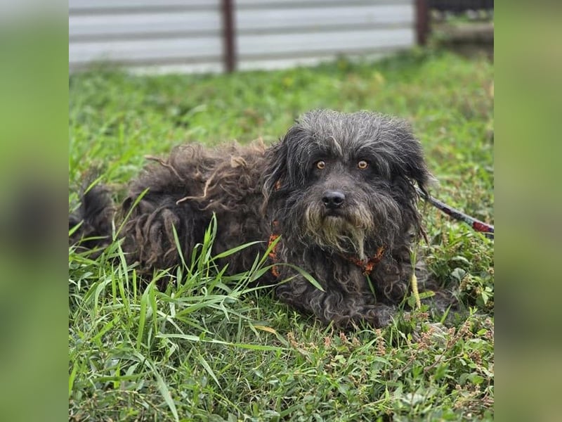 Garo ❤️kleiner Zottel sucht sein Zuhause