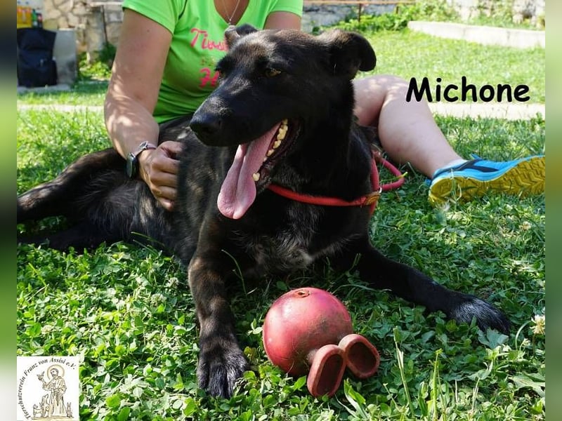 Michone – Die Hündin, die dein Leben bunter macht und jeden Tag zum Funkeln bringt!