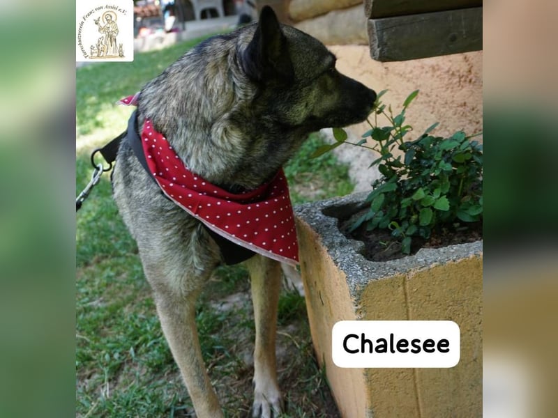 Chalesee – willensstark & wundervoll – und heimlich Prinzessin!