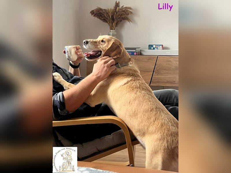 Lilly – eine Seele von Hund