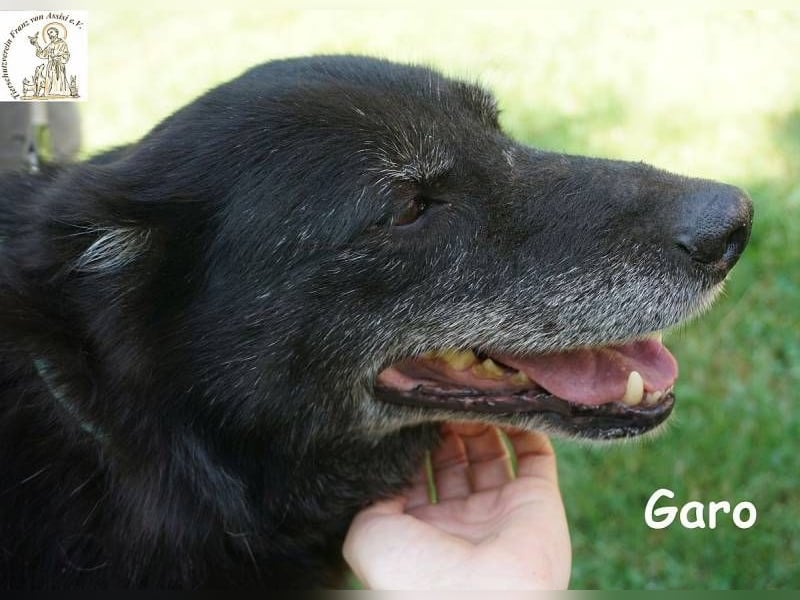 Garo – Manche Hunde begleiten dich durchs Leben. Garo verändert es!