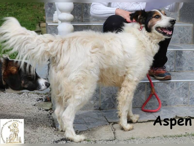 Aspen – Mehr Abenteuer passt in kein Fell!