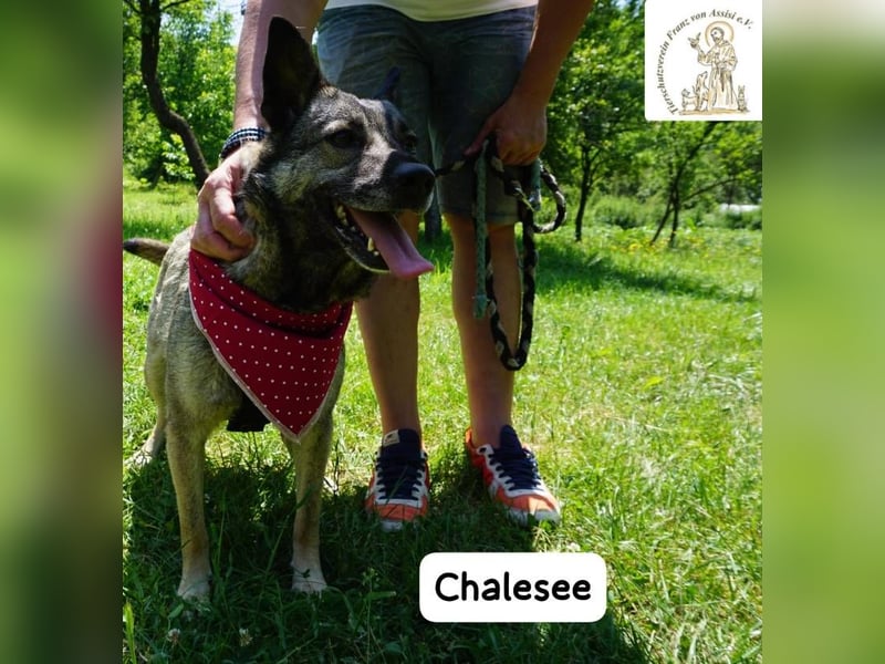 Chalesee – willensstark & wundervoll – und heimlich Prinzessin!
