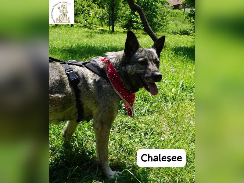Chalesee – willensstark & wundervoll – und heimlich Prinzessin!
