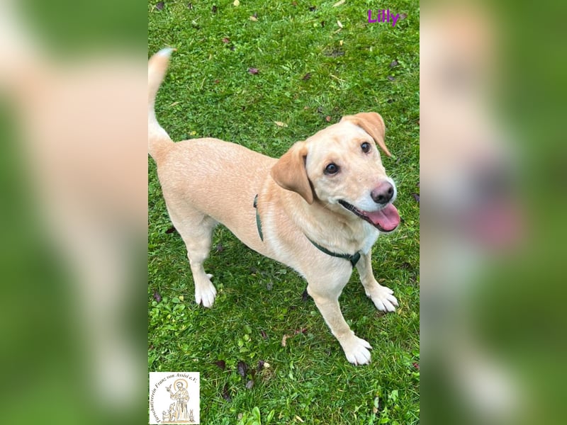 Lilly – eine Seele von Hund