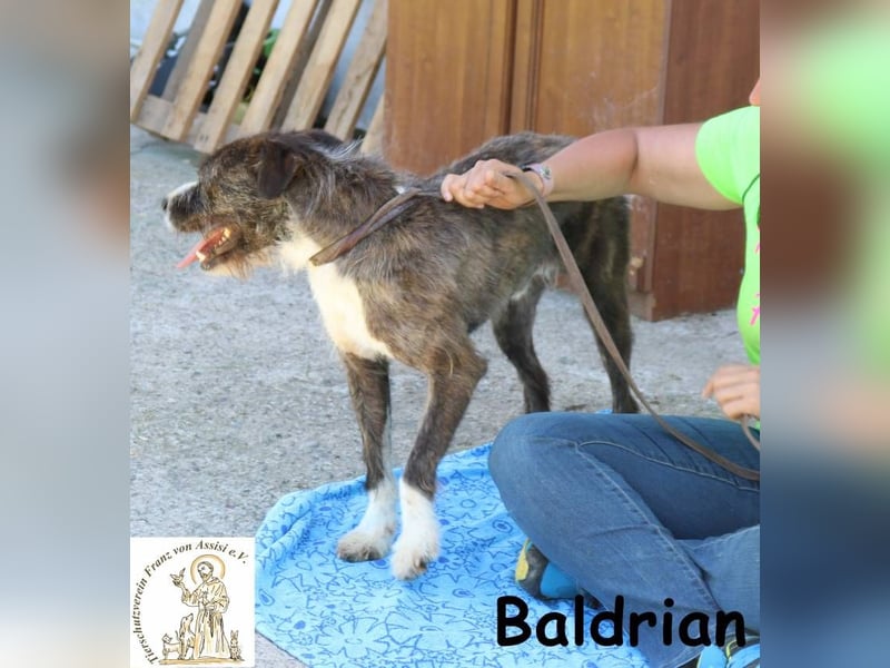 Baldrian – Der coolste Bartträger der Pension Baldrian – Der coolste Bartträger der Pension