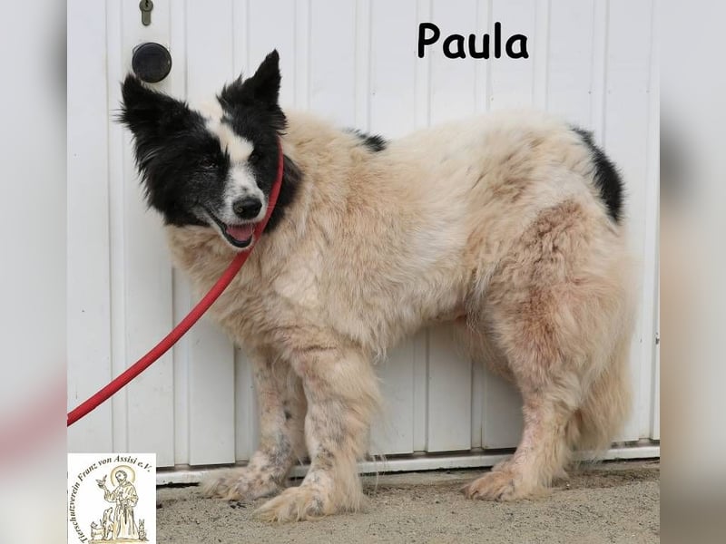 Paula – sucht ein Zuhause, damit ihre Seele heilen darf!
