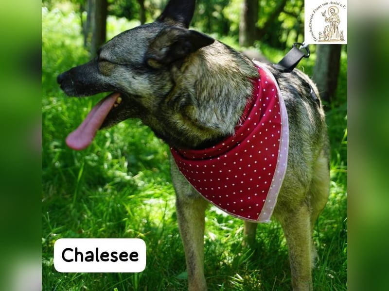 Chalesee – willensstark & wundervoll – und heimlich Prinzessin!
