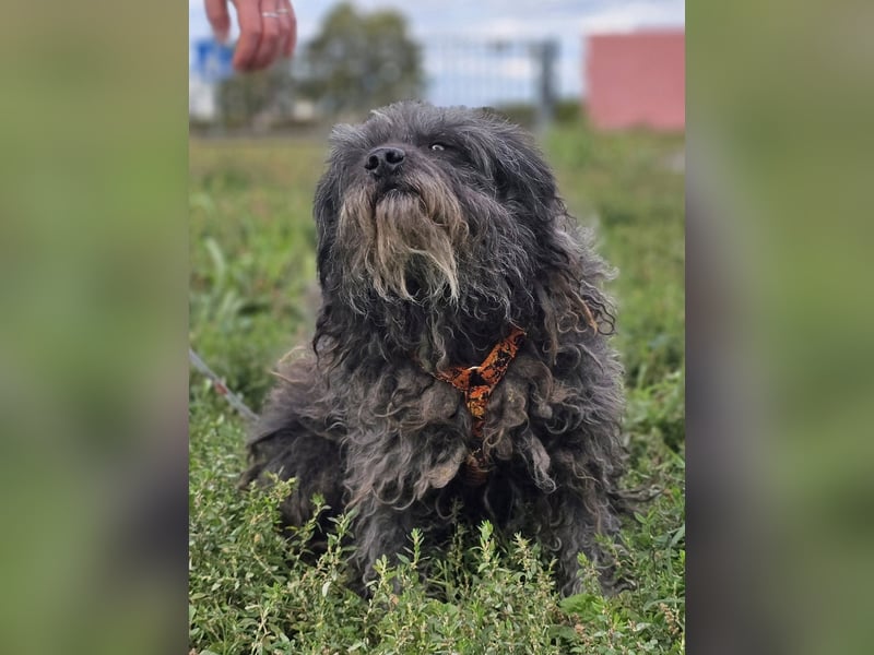Garo ❤️kleiner Zottel sucht sein Zuhause