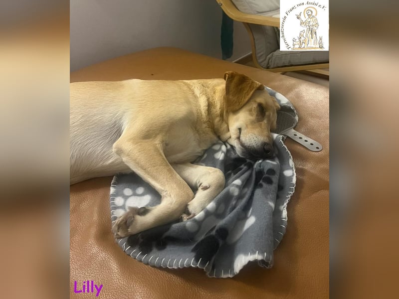 Lilly – eine Seele von Hund