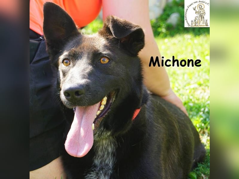 Michone – Die Hündin, die dein Leben bunter macht und jeden Tag zum Funkeln bringt!