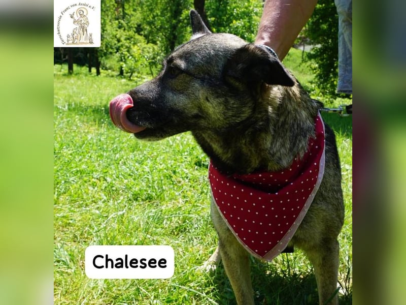 Chalesee – willensstark & wundervoll – und heimlich Prinzessin!