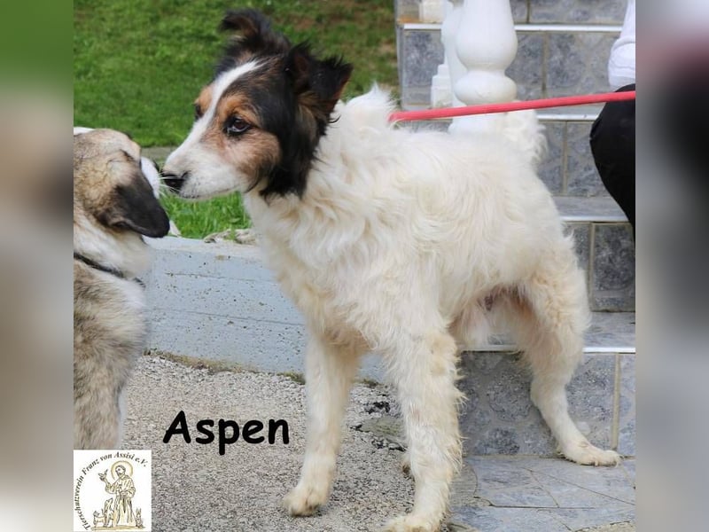 Aspen – Mehr Abenteuer passt in kein Fell!