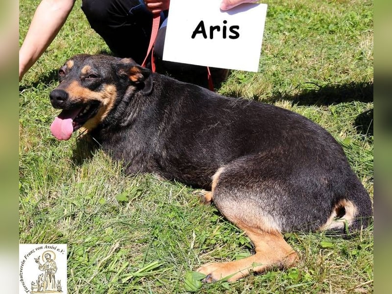 Aris – noch nie ein Zuhause – aber ganz viel Liebe im Gepäck!