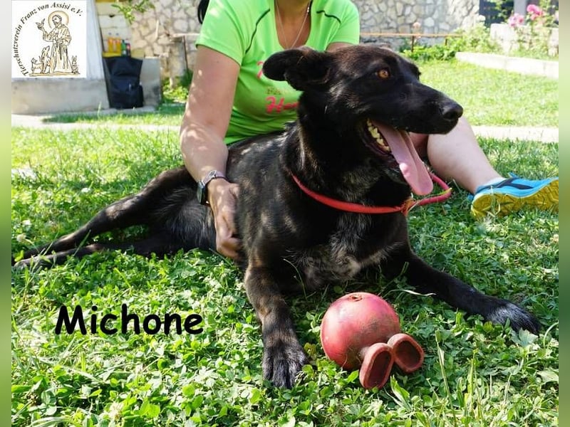 Michone – Die Hündin, die dein Leben bunter macht und jeden Tag zum Funkeln bringt!